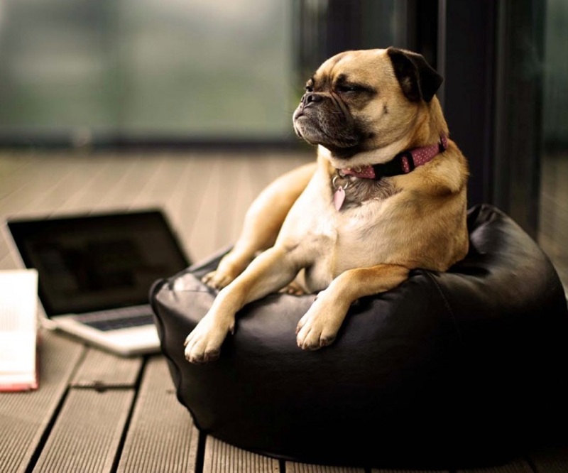 فيديو طريف يثبت أن الكلاب أيضاً قد تتصف ببعض الخبث